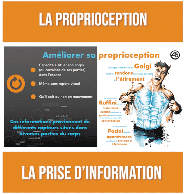 formation proprioception